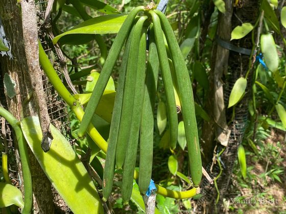 Buah vanili hijau menggantung pada batang tanaman rambat di antara dedaunan.