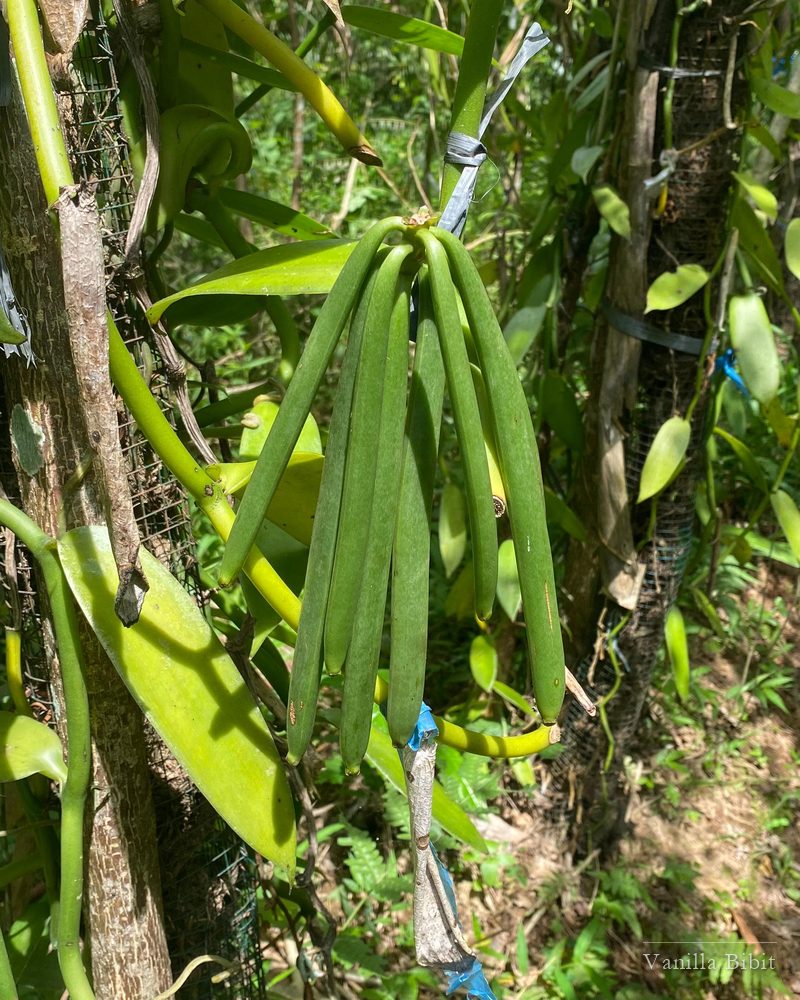 Buah vanili hijau menggantung pada batang tanaman di kebun